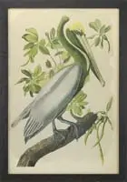 John James Audubon, Brown Pelican, J. Bien Edition; Plate 423, No. 12-1. Chromolithograph shows a large pelican perched on a branch