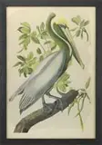 John James Audubon, Brown Pelican