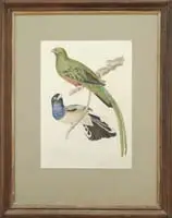 Unsigned, Exotic Birds, Colored print shows two exotic birds on a branch and vine