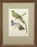 Unsigned, Exotic Birds, Colored print shows two exotic birds on a branch and vine