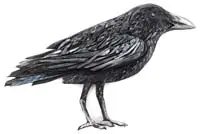 Gunderson, Black Crow, Wood flat wall sculpture depicting a crow made of pieces of wood painted black, white and gray