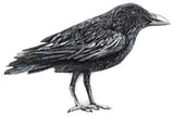 Gunderson, Black Crow, Wood flat wall sculpture depicting a crow made of pieces of wood painted black, white and gray