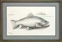 David A. Footer, Labrador Brook Trout, Pencil sketch of a large brook trout within an oval with water having islands & Osprey behind
