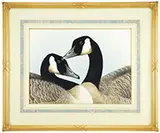 Roy Thompsen, 5 Works of Canada Geese, Pen & ink