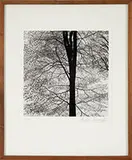 Andreas Feininger, Three Photographs of Tree Bark, Gelatin silver prints