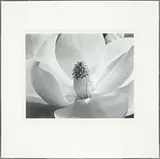 Imogen Cunningham, Magnolia Blossom, Silver print