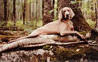 William Wegman, Dendra, Cibachrome on Fuji color paper