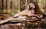William Wegman, Dendra