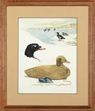 James P. Fisher, Two Works: Ducks & Decoys, Watercolors