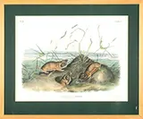 John James Audubon, Geomys Douglassii/Columbia Pouched Rat