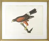 John James Audubon, Louisiana Hawk