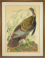 Lois J. Lester, The Great American Cock After John J, AUDUBON PLATE NO. 1. Watercolor on board