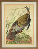 Lois J. Lester, The Great American Cock After John J, AUDUBON PLATE NO. 1. Watercolor on board