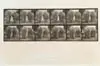 Eadweard Muybridge, Animal Locomotion Plate 735