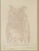 Dorothea Greenbaum, Owl, Relief engraving of an owl with whitish/gray color