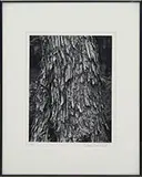 Andreas Feininger, Three Photographs of Tree Bark, Gelatin silver prints