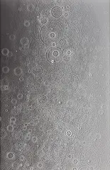 Untitled by Adam Fuss, 2007, Gelatin silver print photogram, flush-mounted, sold Apr 2014