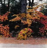William Wegman, Rangeley, Maine, October