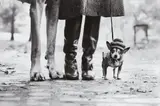 Elliott Erwitt, New York City
