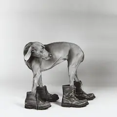 William Wegman, Fay Ray, 1988, Gelatin silver print