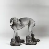 William Wegman, Fay Ray