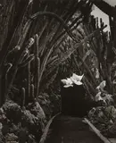 Christian Bérard, Exotic Garden in Monaco