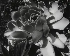 Succulents by Edward Weston, 1930, Gelatin silver print from The Photographs of Edward Weston , printed circa 1953 by Brett Weston, sold Oct 2014