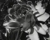 Edward Weston, Succulents