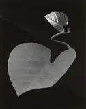 Paul Caponigro, Two Leaves