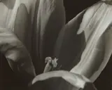 Johan Hagemeyer, Untitled (Flower), 1948, Gelatin silver print
