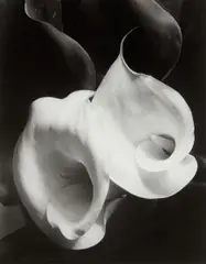 Two Callas by Imogen Cunningham, 1929, Gelatin silver print, printed no later than 1964, sold Oct 2014