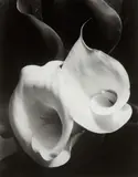 Imogen Cunningham, Two Callas, 1929, Gelatin silver print, printed no later than 1964