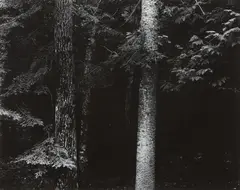 Wisconsin by Harry Callahan, circa 1954, Gelatin silver print, mounted, sold Oct 2014