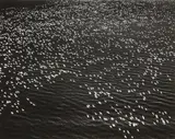 Margaret Bourke-White, Migrating Snow Geese