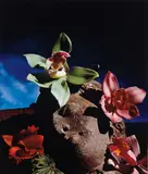 Greek Head of Orchids by Horst P. Horst, 1988, Dye transfer print, sold Oct 2014