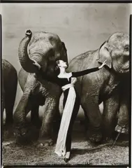 Richard Avedon, Dovima with Elephants, Evening Dress by Dior, Cirque d’Hiver, Paris, 1955, Gelatin silver print, printed later
