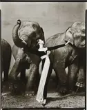 Richard Avedon, Dovima with Elephants, Evening Dress by Dior, Cirque d’Hiver, Paris