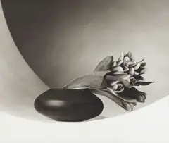 Robert Mapplethorpe, Tulips, 1987, Platinum print