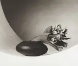 Tulips by Robert Mapplethorpe, 1987, Platinum print, offered Oct 2014