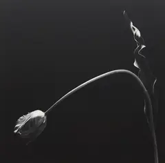 Tulip by Robert Mapplethorpe, 1984, Gelatin silver print, sold Oct 2014