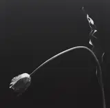 Tulip by Robert Mapplethorpe, 1984, Gelatin silver print, sold Oct 2014