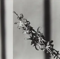 Orchids by Robert Mapplethorpe, 1980, Gelatin silver print, offered Oct 2014