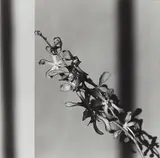 Orchids by Robert Mapplethorpe, 1980, Gelatin silver print, offered Oct 2014