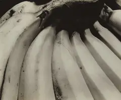 Edward Weston, Bananas, 1930, Gelatin silver print