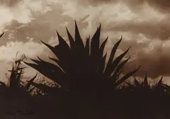 Maguey by Tina Modotti, 1926, Platinum print, offered Oct 2014