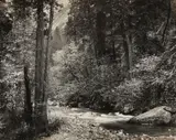 Tenaya Creek, Dogwood, Rain, Yosemite National Park, California by Ansel Adams, 1948, Gelatin silver print from Portfolio III , printed 1960, sold Oct 2014