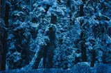 Blue Winter, Yosemite National Park, CA by Ernst Haas, 1966, Chromogenic print, printed later, offered Oct 2014