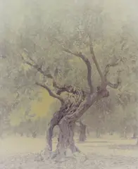 Ghost: Olive 6 by Ori Gersht, 2003, Chromogenic print, flush-mounted, sold Oct 2014