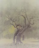 Ori Gersht, Ghost: Olive 6