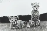 Peter Beard, Cheetah cubs orphaned at Mweiga nr. Nyeri for The End of the Game, 1968, Gelatin silver print, printed later
